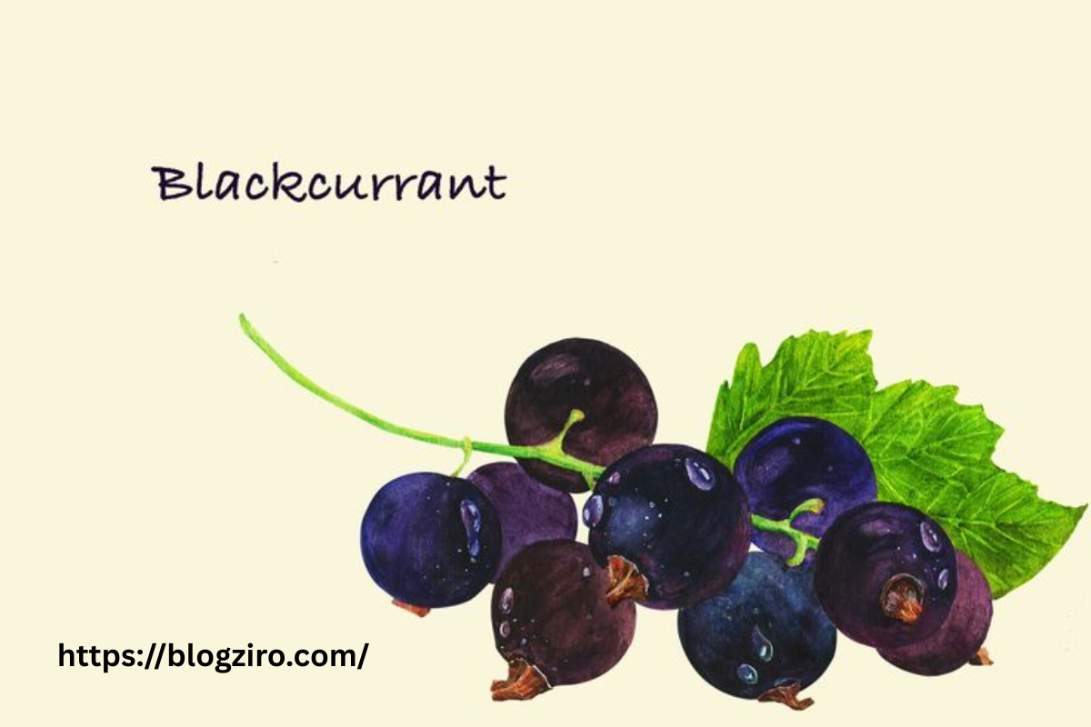 blackcurrant black font